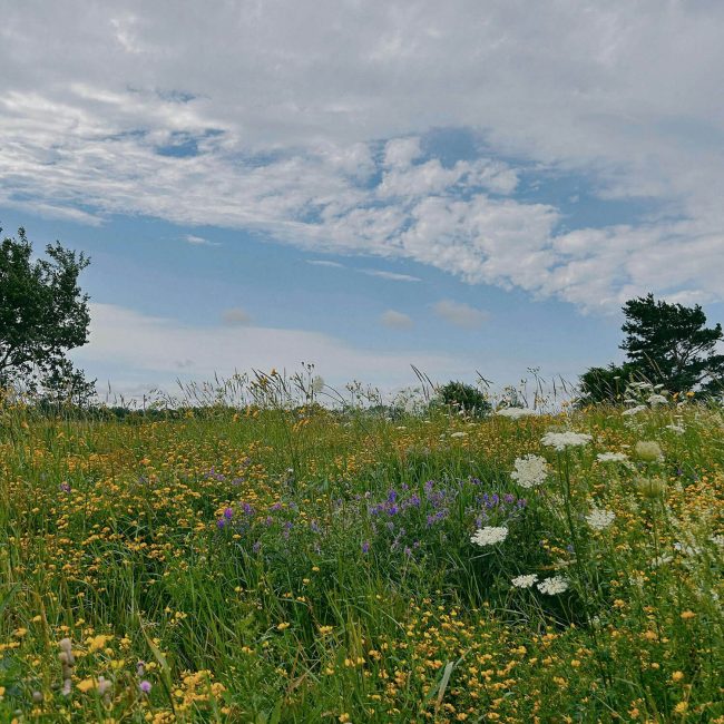 Blühwiese mit Wolkenhimmel